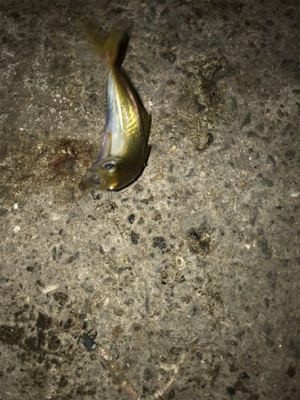 遊んで頂きました!