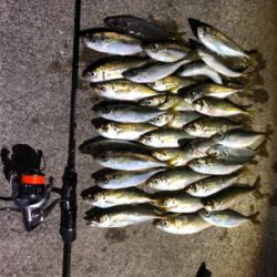 爆風アジング2日目