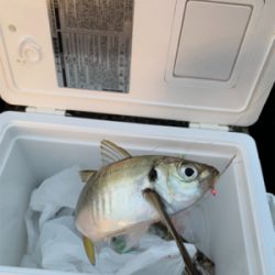 タコ釣れないので、アジ！