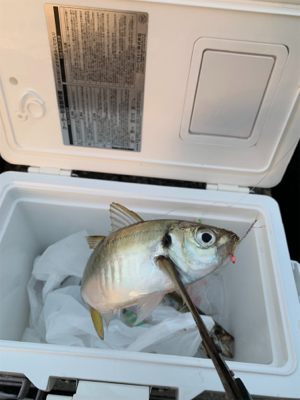 タコ釣れないので、アジ！