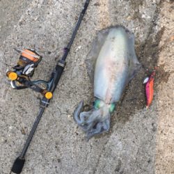 食べて美味しいサイズ