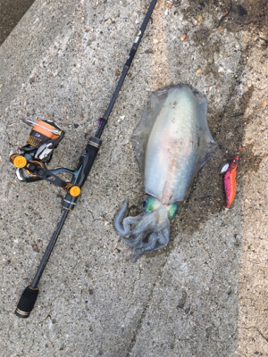 食べて美味しいサイズ