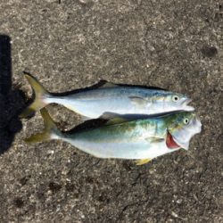 ビッグバッカー 鰤カスタム