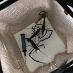 夕方からうなぎ釣り