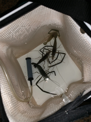 夕方からうなぎ釣り