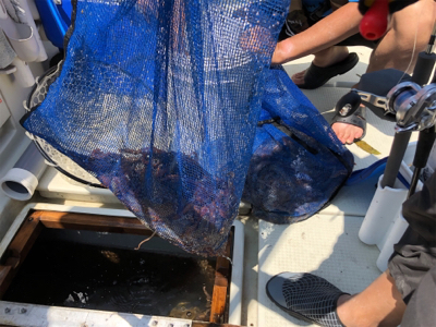 初タコ釣り 明石沖