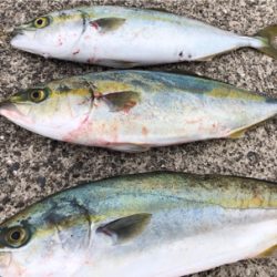 あと少しでハマチ^_^