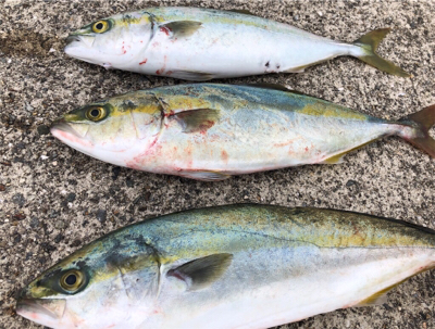 あと少しでハマチ^_^