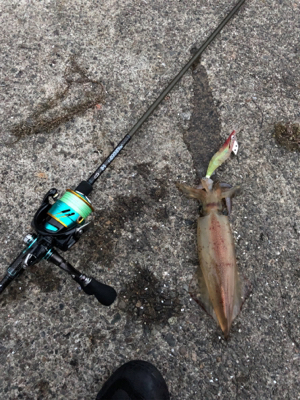 美味しいイカ？お任せあれ！！