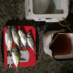 アジング練習中3