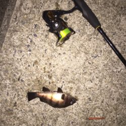 初投稿でーす！