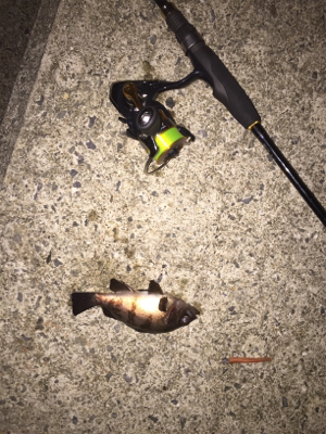 初投稿でーす！