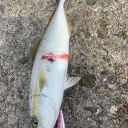 シーバスロッド