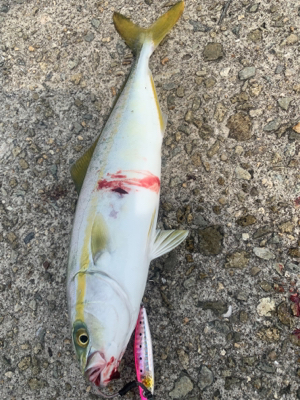 シーバスロッド