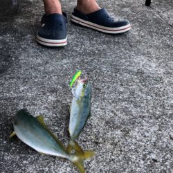 コウイカにツバス