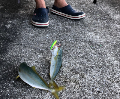 コウイカにツバス