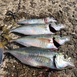 ノマセのつもりが…