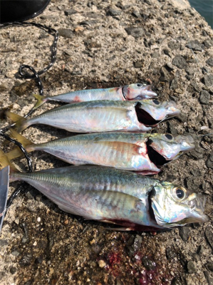 ノマセのつもりが...