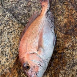 宇野沖 磯フカセ