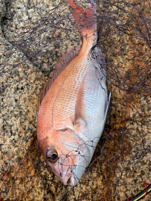 宇野沖 磯フカセ