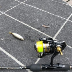 デイアジング 成立豆から良型