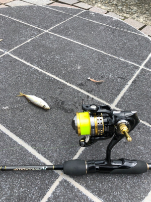 デイアジング 成立豆から良型