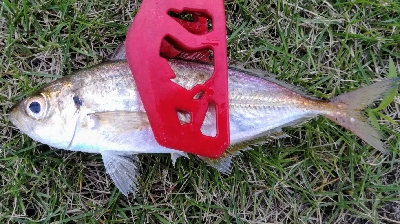 アジンガー1810〜1940