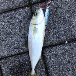 久々のＬＳＪはツバス祭りでした。