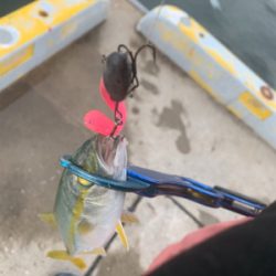 イレグイと聞いて