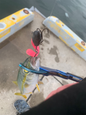 イレグイと聞いて