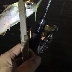 アジング練習4 湾奥ジャンボ