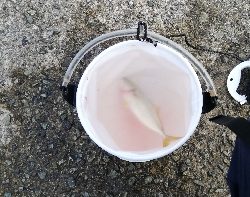 ツバス回って来ました