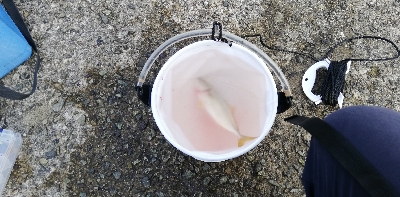 ツバス回って来ました