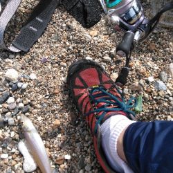 小さくてもホウボウ