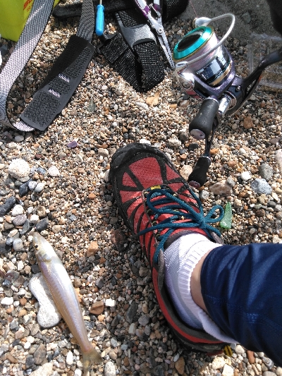 小さくてもホウボウ