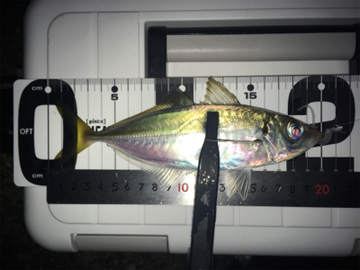 Fシステム-アジング