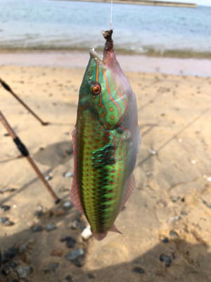 ちょい投げベラ釣り