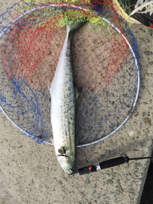 貝塚ショアジギ