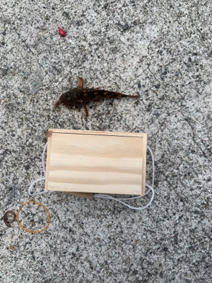 人工島プールでシロギス狙い