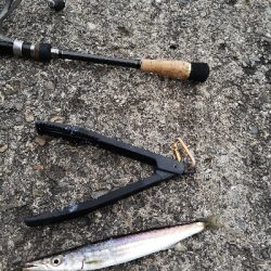 そろそろ釣れる時期？