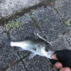 さて、サイズが…