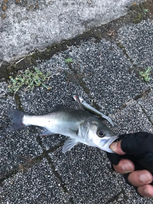 さて、サイズが…