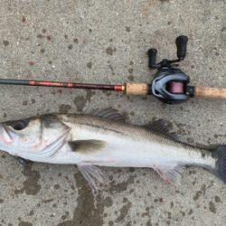 ひぃーっさびさのデイシーバス☆