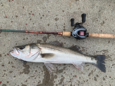 ひぃーっさびさのデイシーバス☆