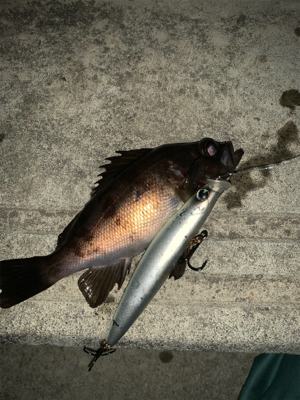 シーバス狙いがメバル