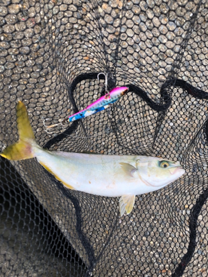 朝練、ツバス好調！