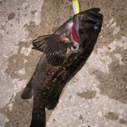 この風はいつになったら落ち着くの！？