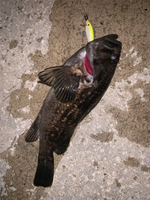 この風はいつになったら落ち着くの！？