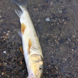 トップで出る出る