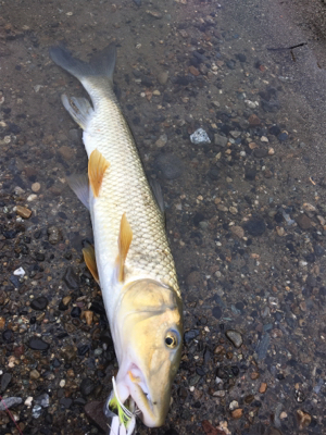 トップで出る出る